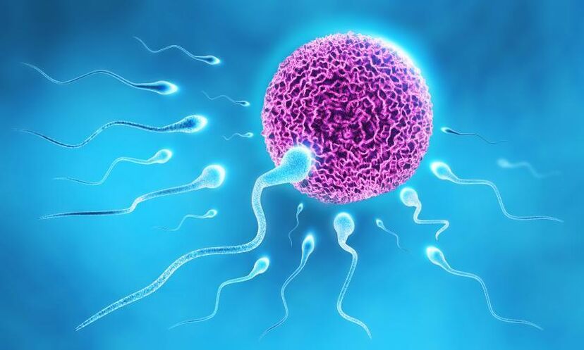 spermatozoa in de samenstelling van het smeermiddel bij mannen