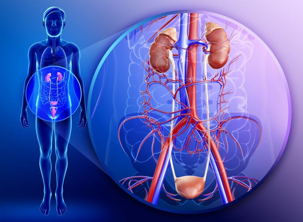 Bij ontsteking van de organen van het urogenitale systeem is behandeling met gember verboden. 